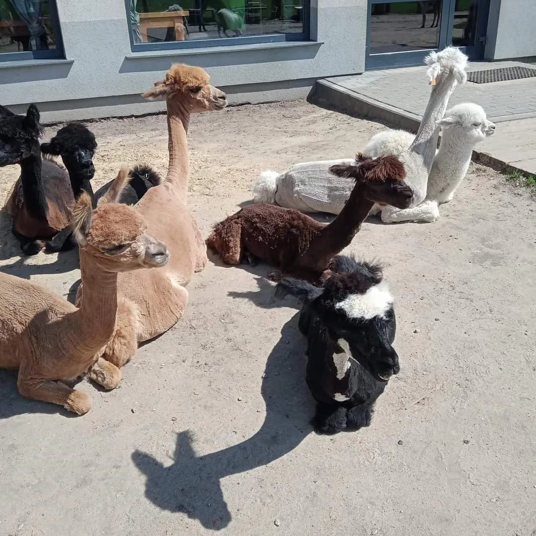 Wizyta alpak